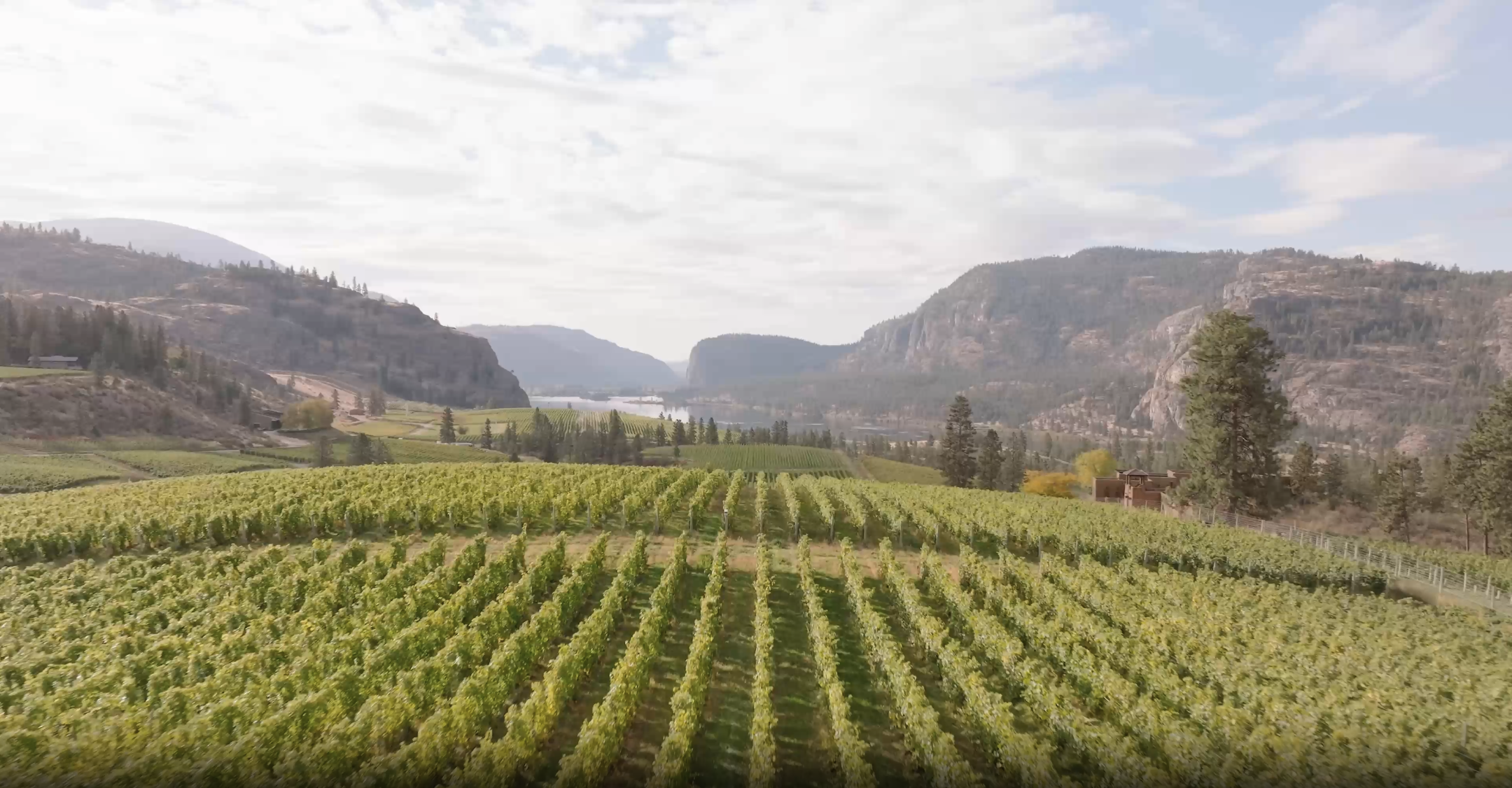 Aerial view of vineyards in the Okaganan Valley in BC